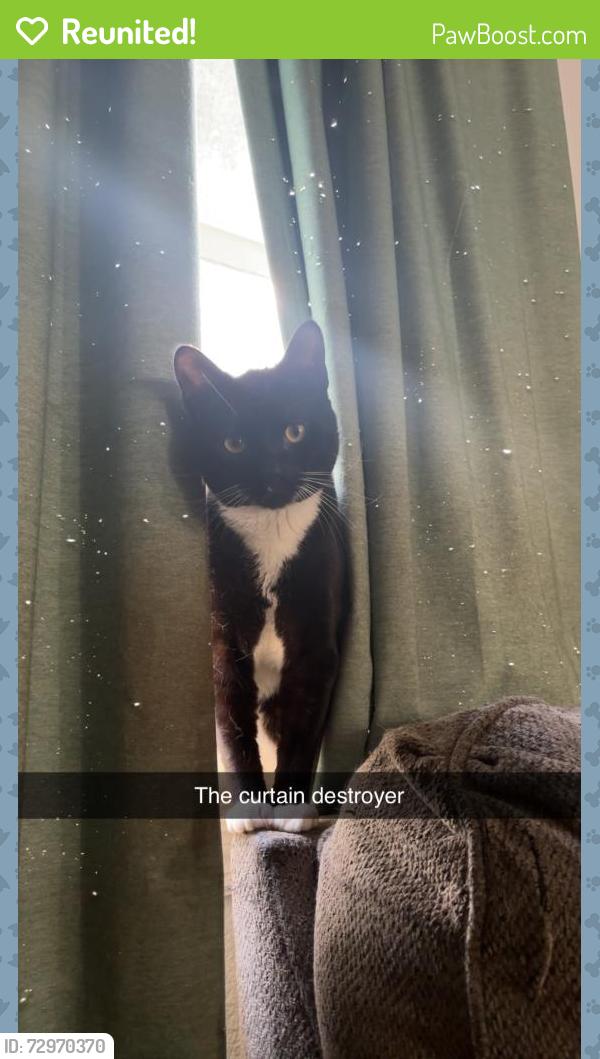 Reunited Male Cat last seen Hickory hill blvd, Titusville, FL 32780