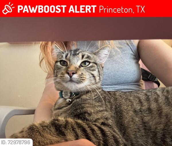 Lost Male Cat last seen Villas or Monte Carlo, Princeton, TX 75407
