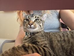 Lost Male Cat last seen Villas or Monte Carlo, Princeton, TX 75407