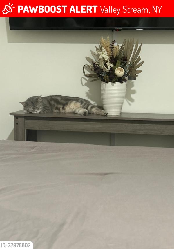 Lost Female Cat last seen W Chester st/ valley stream state park Hendrickson Ave , Valley Stream, NY 11580