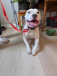 Found/Stray Male Dog last seen Four Mile Rd and Merrick Dr., Richmond, KY 40475