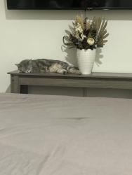 Lost Female Cat last seen W Chester st/ valley stream state park Hendrickson Ave , Valley Stream, NY 11580