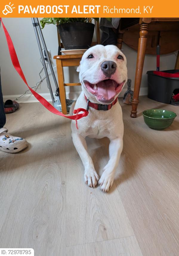 Found/Stray Male Dog last seen Four Mile Rd and Merrick Dr., Richmond, KY 40475