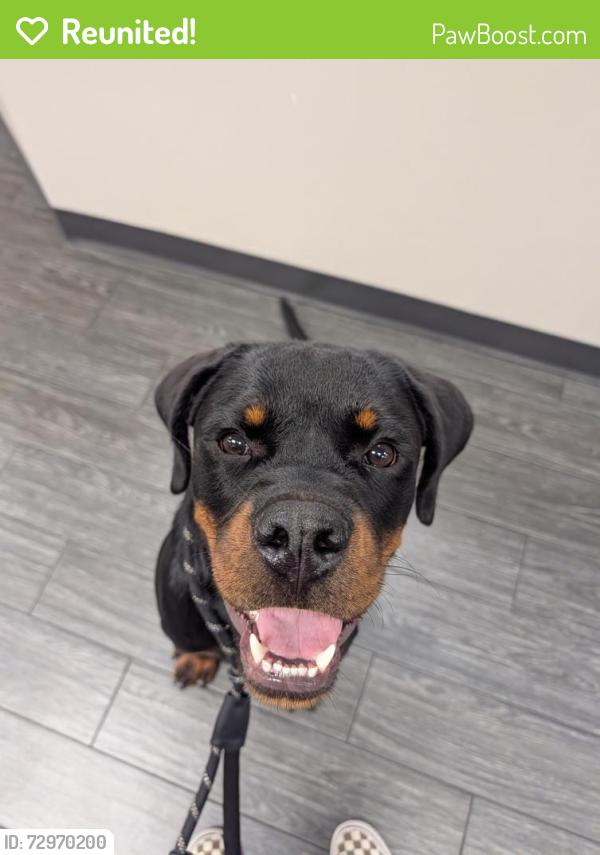 Reunited Male Dog last seen Green mountain way, Horizon West, FL 34787