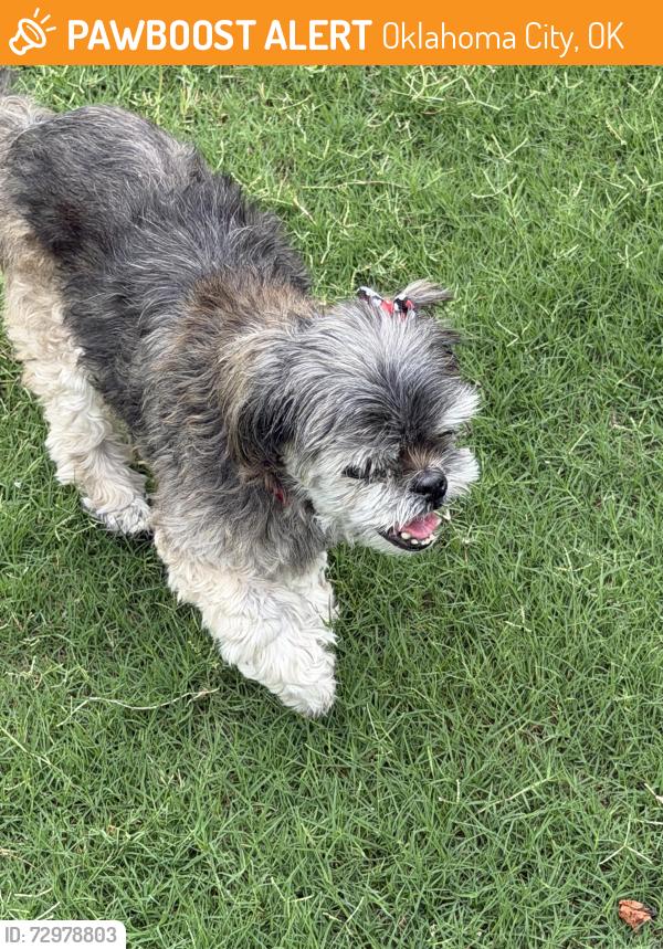 Found/Stray Female Dog last seen Flair Drive and Hillcrest Drive OKC, Oklahoma City, OK 73159