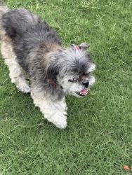 Found/Stray Female Dog last seen Flair Drive and Hillcrest Drive OKC, Oklahoma City, OK 73159