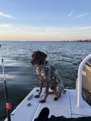 Reunited Male Dog last seen Brookside rd waxahachie , Waxahachie, TX 75165