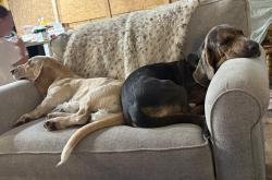 Reunited Male Dog last seen McCormick Woods , Jacksonville, FL 32225