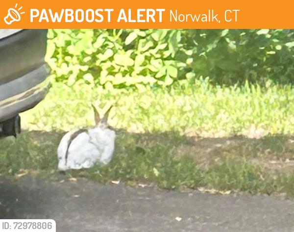 Found/Stray Unknown Rabbit last seen Knowalot Ln & Grumman, Norwalk, CT 06851