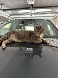 Lost Male Cat last seen 20th Ave Dr NW Hickory NC, Hickory, NC 28601