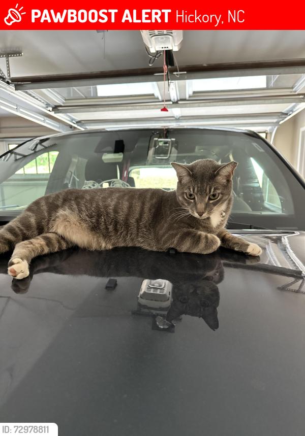 Lost Male Cat last seen 20th Ave Dr NW Hickory NC, Hickory, NC 28601