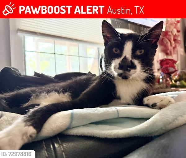 Lost Male Cat last seen Near Prado st Austin TX 78702, Austin, TX 78702