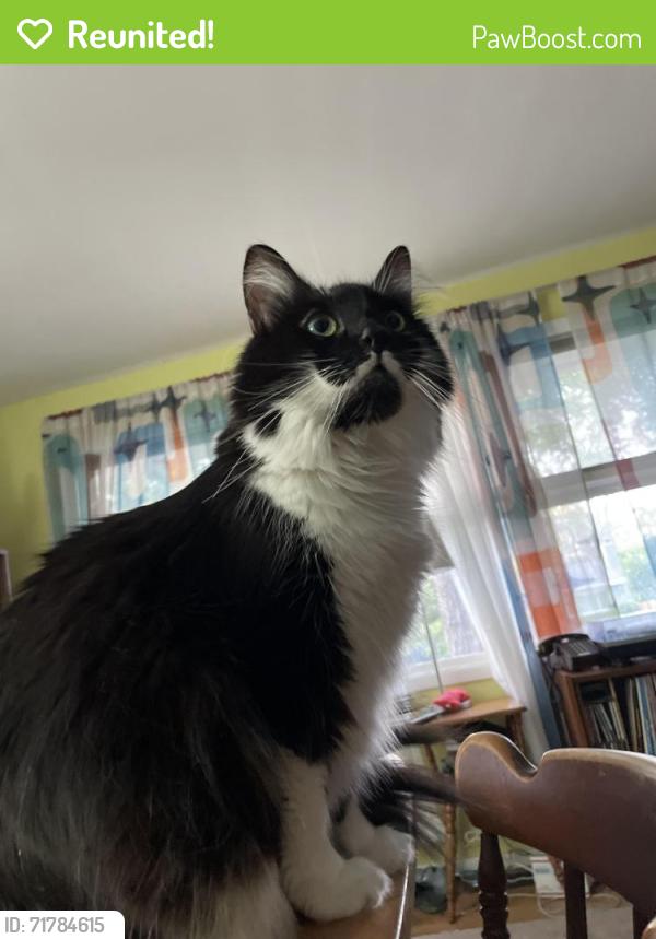 Reunited Female Cat last seen Mountview and Shrewsbury, Columbus, OH 43221