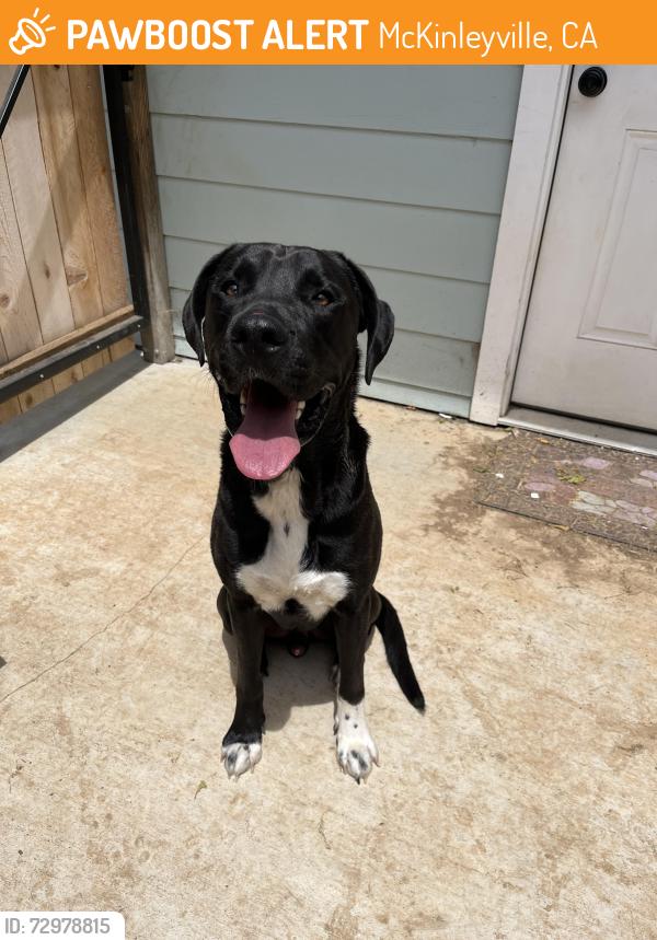 Found/Stray Male Dog last seen Clam Beach, McKinleyville, CA 95519