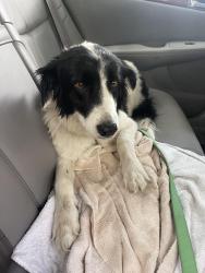 Found/Stray Male Dog last seen Harrison and Carrollton, New Orleans, LA 70124