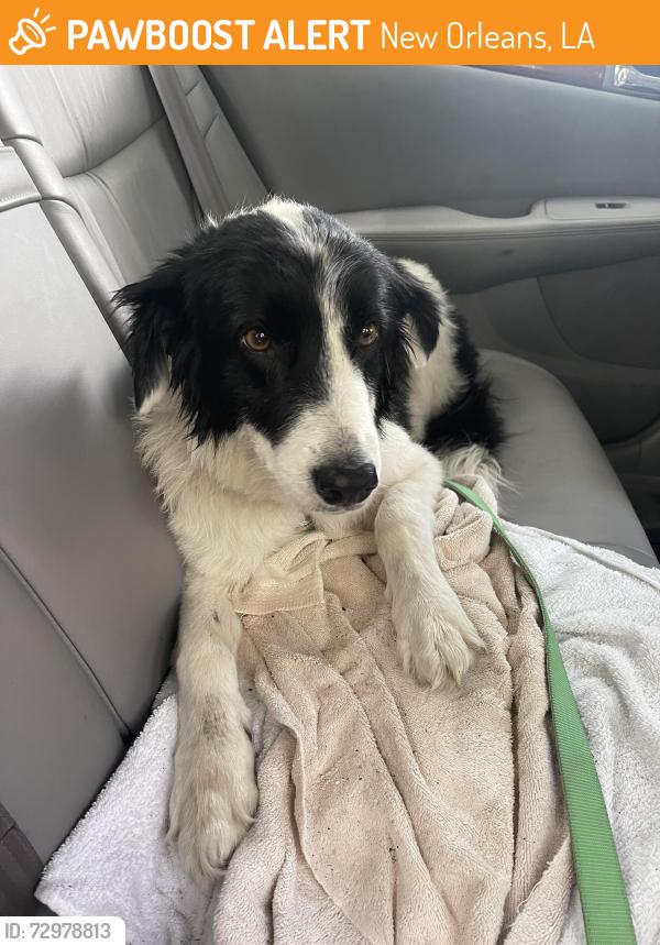 Found/Stray Male Dog last seen Harrison and Carrollton, New Orleans, LA 70124