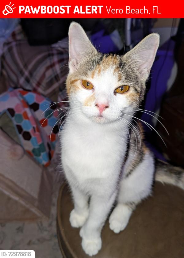 Lost Female Cat last seen 8th Street and 14th Ave , Vero Beach, FL 32962