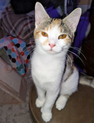 Lost Female Cat last seen 8th Street and 14th Ave , Vero Beach, FL 32962