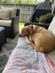 Reunited Male Dog last seen Camelot and Corporate , Lewisville, TX 75067
