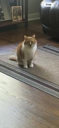 Lost Female Cat last seen Bunny dr, Cathy jo dr., Shawn dr., Nashville, TN 37211