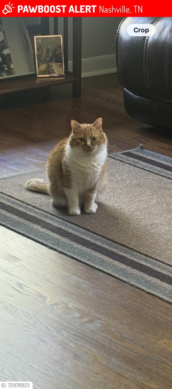 Lost Female Cat last seen Bunny dr, Cathy jo dr., Shawn dr., Nashville, TN 37211