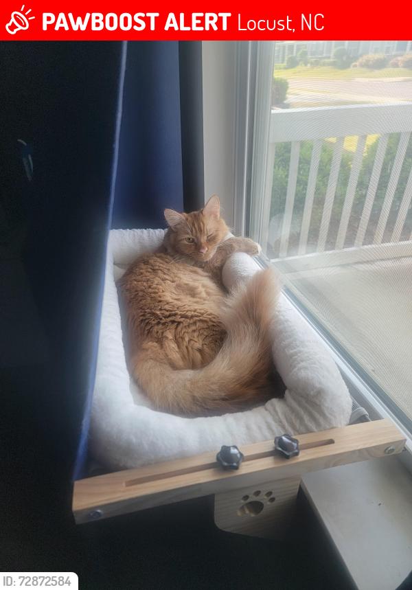 Lost Male Cat last seen r and Kerri Dawn, Locust, NC 28097