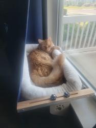 Lost Male Cat last seen r and Kerri Dawn , Locust, NC 28097