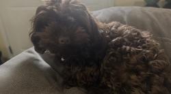 Reunited Female Dog last seen Near S 950 W, Payson, UT 84651, USA, Payson, UT 84651