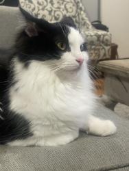 Reunited Female Cat last seen Centralia and Nipomo , Lakewood, CA 90713