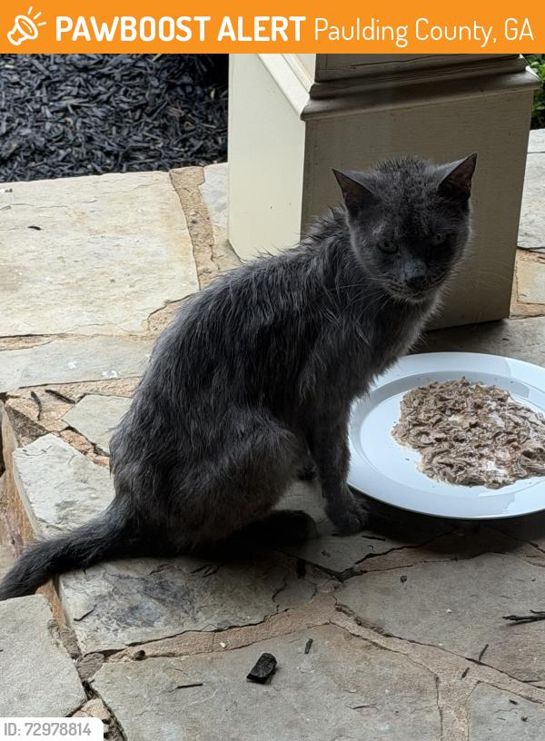 Found/Stray Unknown Cat last seen Seven Hills , Paulding County, GA 30132