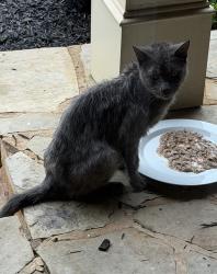 Found/Stray Unknown Cat last seen Seven Hills , Paulding County, GA 30132