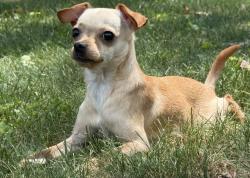 Reunited Female Dog last seen at the corner of Powder Mills, Beltsville, MD 20705