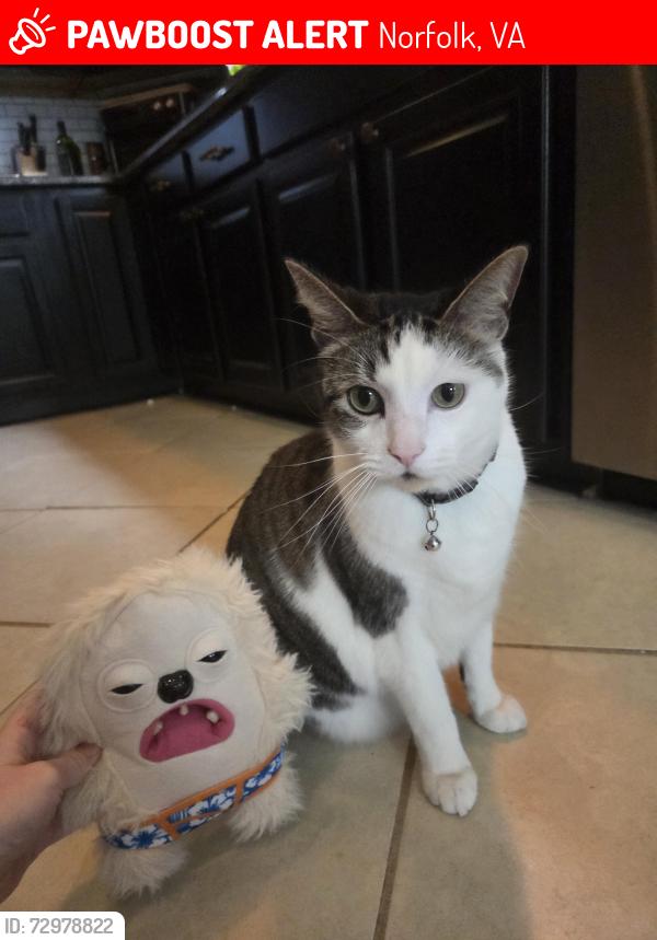 Lost Male Cat last seen Near newport avenue norfolk , Norfolk, VA 23508
