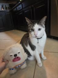 Lost Male Cat last seen Near newport avenue norfolk , Norfolk, VA 23508