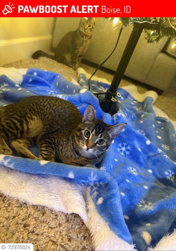 Lost Female Cat last seen McMillan and Five Mile, Boise, ID 83713