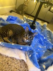 Lost Female Cat last seen McMillan and Five Mile, Boise, ID 83713