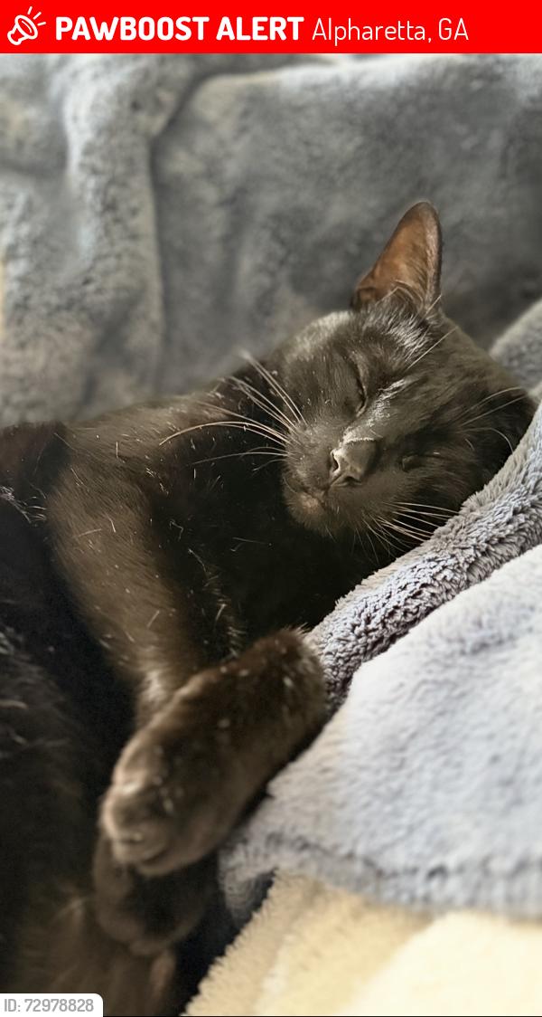 Lost Male Cat last seen Hampton Hall, Alpharetta, GA 30022