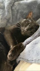 Lost Male Cat last seen Hampton Hall, Alpharetta, GA 30022