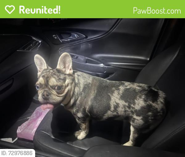 Reunited Female Dog last seen Kingspoint Dr, Houston, TX 77089