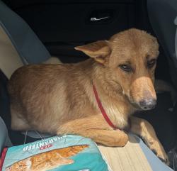 Shelter Stray Male Dog last seen BOULDER CREEK, 8311 Freedom Dr, Pearland, TX 77581, USA