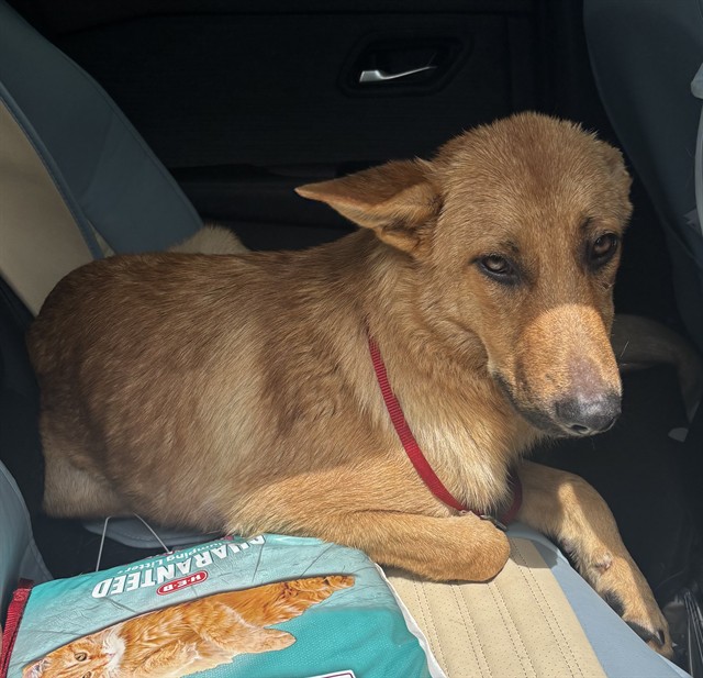 Shelter Stray Male Dog last seen BOULDER CREEK, 8311 Freedom Dr, Pearland, TX 77581, USA