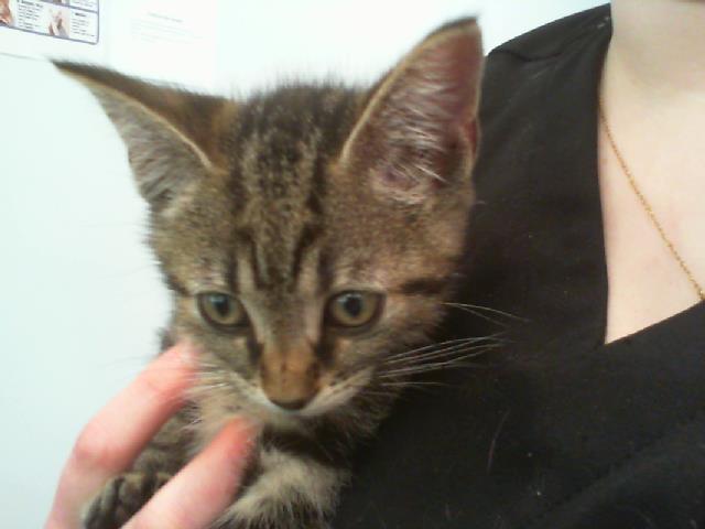Shelter Stray Male Cat last seen CHARLOTTE, 8315 Byrum Dr, Charlotte, NC 28217, USA
