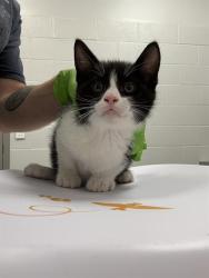 Shelter Stray Male Cat last seen Near , Indianapolis, IN 46221