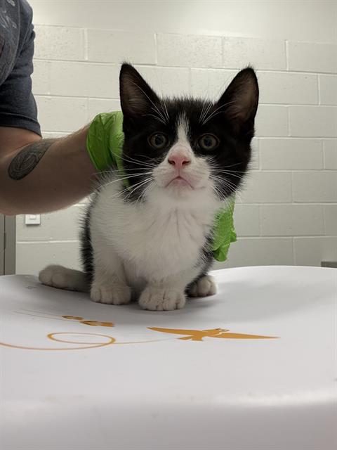 Shelter Stray Male Cat last seen Near , Indianapolis, IN 46221