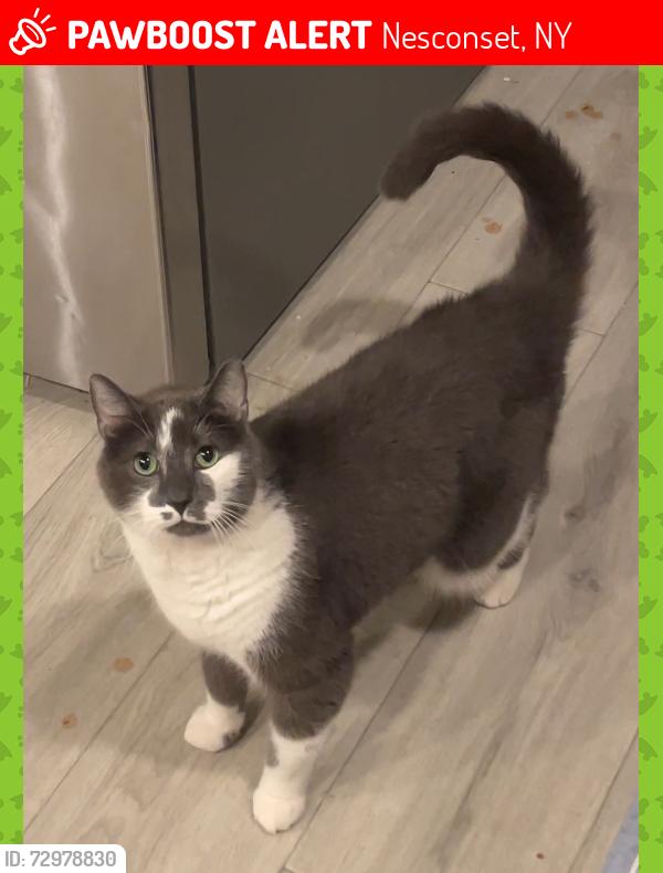 Lost Male Cat last seen Between Rolling Hills Drive and Parish of the Holy Cross Churcu, Nesconset, NY 11767