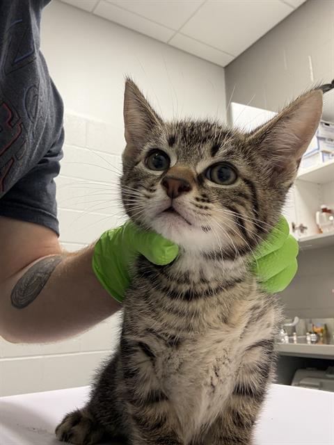 Shelter Stray Male Cat last seen Near , Indianapolis, IN 46221