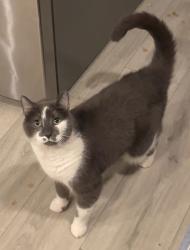 Lost Male Cat last seen Between Rolling Hills Drive and Parish of the Holy Cross Churcu, Nesconset, NY 11767