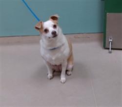 Shelter Stray Female Dog last seen Near MILL ST, RENO NV 89502, 2825 Longley Ln Suite A, Reno, NV 89502, USA