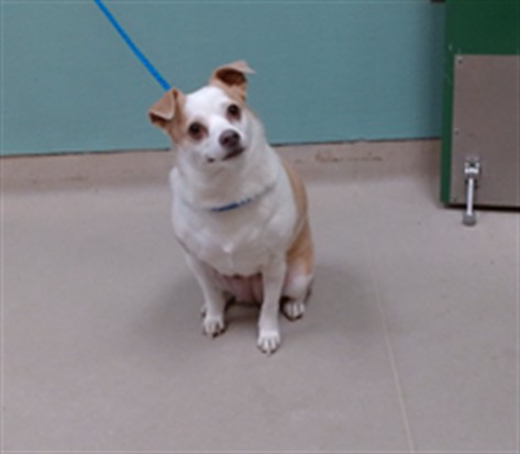 Shelter Stray Female Dog last seen Near MILL ST, RENO NV 89502, 2825 Longley Ln Suite A, Reno, NV 89502, USA