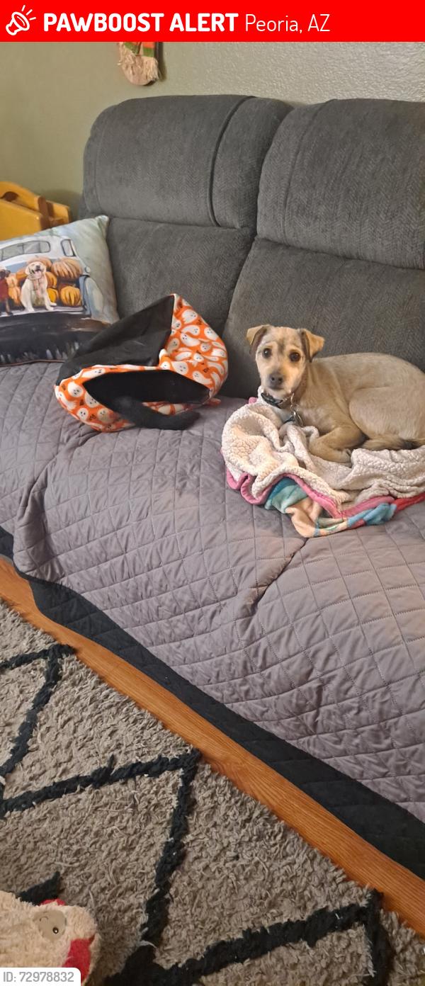 Lost Male Dog last seen Near W Thunderbird Rd, Peoria, AZ 85381